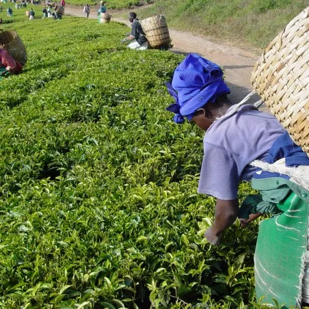 Graines de théier (Camellia sinensis)