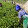 Sementes de chá-da-índia (Camellia sinensis)