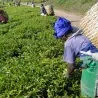 Tea Tree Seeds, tea plant, tea shrub (Camellia sinensis)