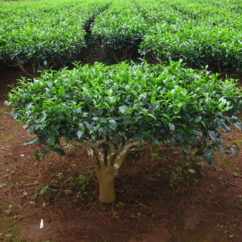 Sementes de chá-da-índia (Camellia sinensis)
