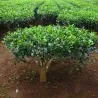 Graines de théier (Camellia sinensis)