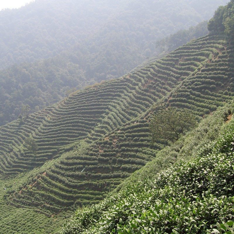 Sementes de chá-da-índia (Camellia sinensis)