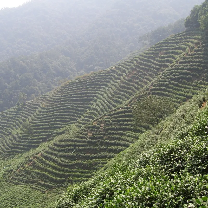 Semillas de planta de té (Camellia sinensis)