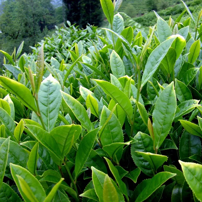Tea Tree Seeds, tea plant, tea shrub (Camellia sinensis)