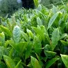 Graines de théier (Camellia sinensis)