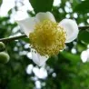 Tea Tree Seeds, tea plant, tea shrub (Camellia sinensis)