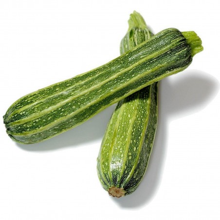 Price: €1.95 - Graines de Courge Zucchini Romanesco - Seeds Gallery