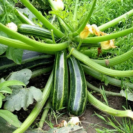 Graines de Courge Zucchini Romanesco