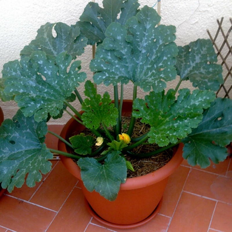 Price: €1.95 - Graines de Courge Zucchini Romanesco - Seeds Gallery
