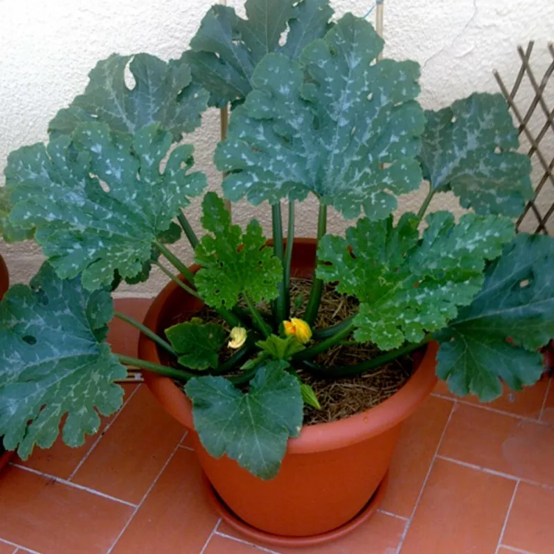 Graines de Courge Zucchini Romanesco
