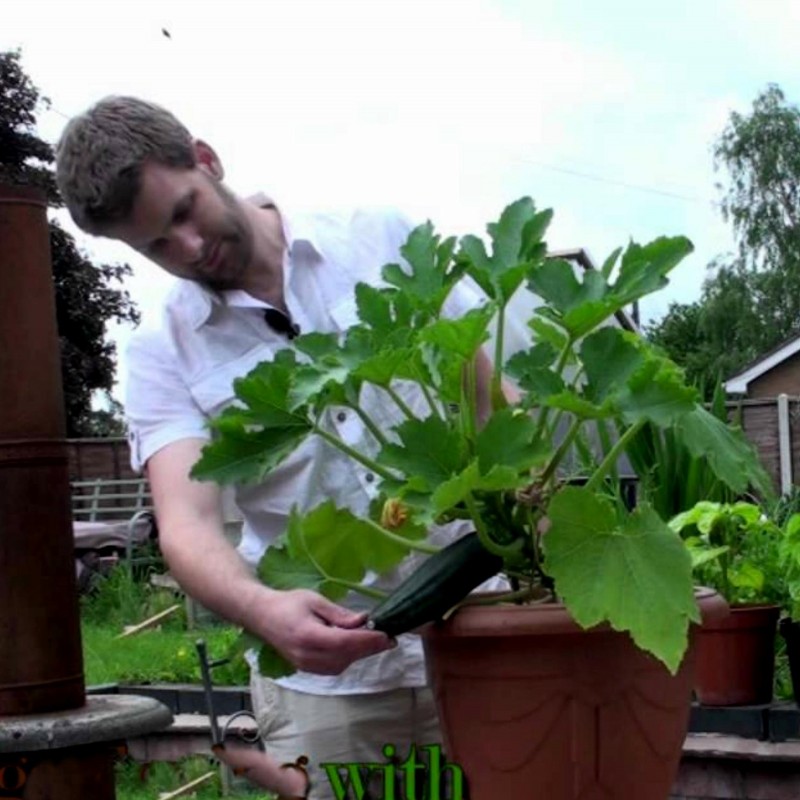 Price: €1.95 - Graines de Courge Zucchini Romanesco - Seeds Gallery