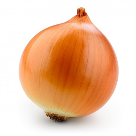 Price: €1.7 - Zwiebelsamen Kupusinski Jabucar (Apfelzwiebel) - Seeds Gallery