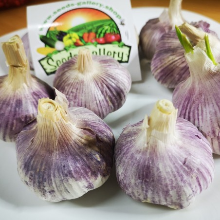 Price: €2.35 - Spanish Roja Garlic - Seeds Gallery