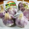 Price: €2.35 - Spanish Roja Garlic - Seeds Gallery