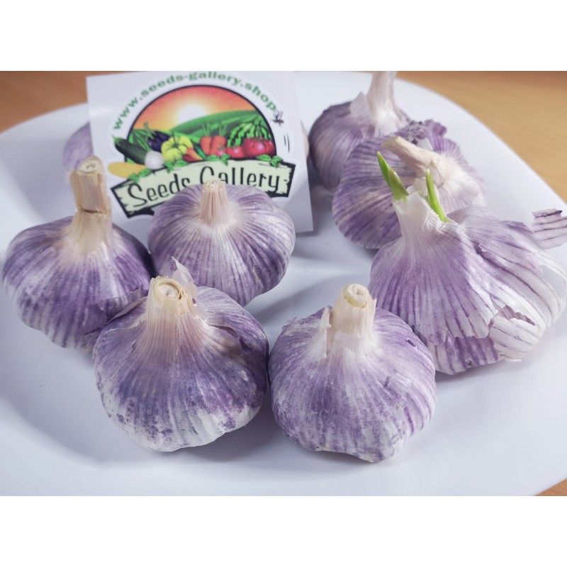 Price: €2.35 - Spanish Roja Garlic - Seeds Gallery
