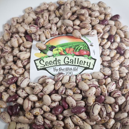 Price: €1.35 - Semillas de frijol colorido serbio -