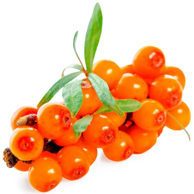 Sea Buckthorn Seeds (hippophae rhamnoides)