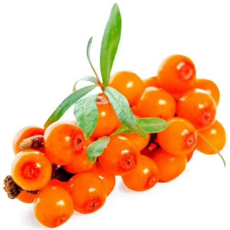 Sea Buckthorn Seeds (hippophae rhamnoides)