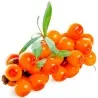 Graines Argousier (Hippophae rhamnoides)
