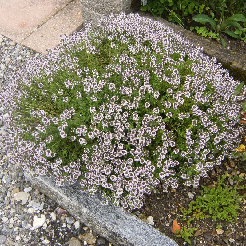 Graines de Thym commun, Thym cultivé ou Farigoule