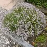 Thyme, Garden Thyme Seeds (Thymus vulgaris)
