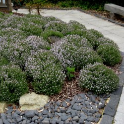Price: €2.25 - Semillas de Tomillo (Thymus vulgaris) - 