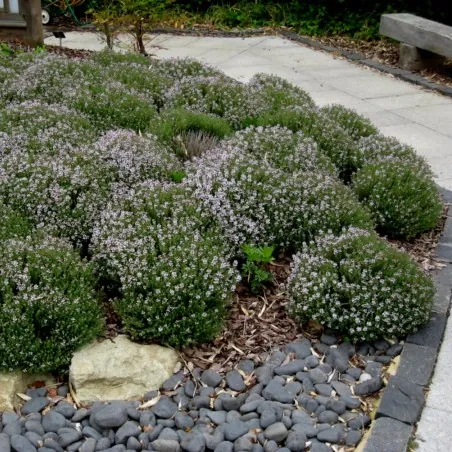 Graines de Thym commun, Thym cultivé ou Farigoule