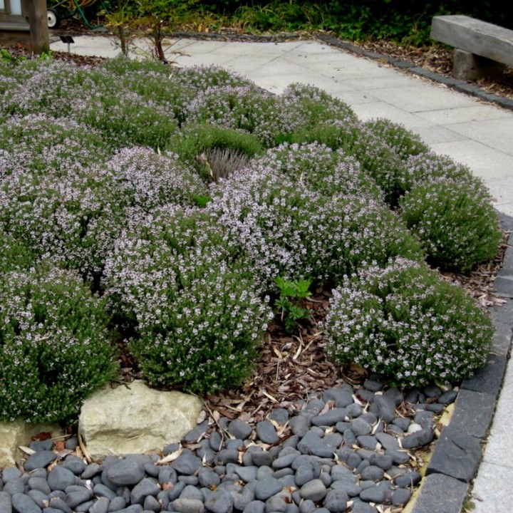 Thyme, Garden Thyme Seeds (Thymus vulgaris) - 263.901544