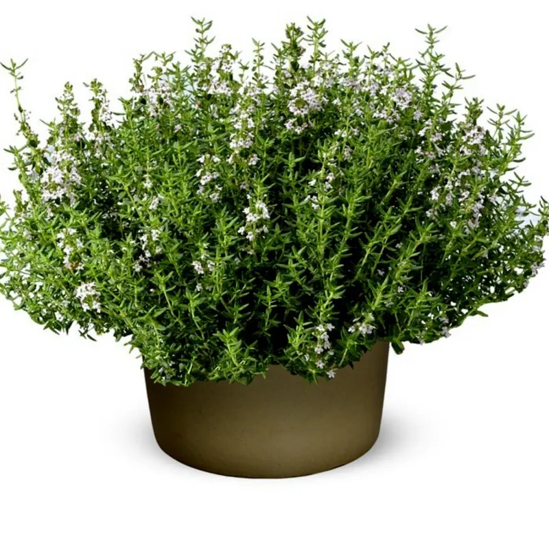 Thyme, Garden Thyme Seeds (Thymus vulgaris)