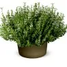 Graines de Thym commun, Thym cultivé ou Farigoule