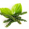 Price: €1.95 - Σπόροι Πέπερι το μέλαν (Piper nigrum) - 
