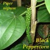 Price: €1.95 - Semillas de PIMIENTA NEGRA (Piper nigrum) - 