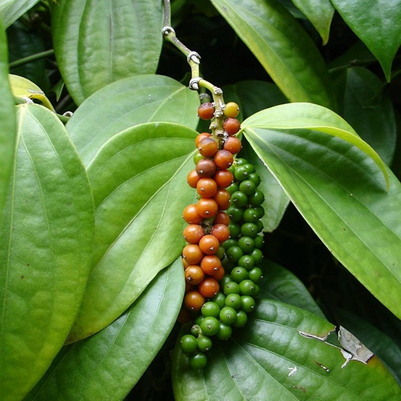 Price: €1.95 - Semillas de PIMIENTA NEGRA (Piper nigrum) - 