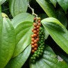 Price: €1.95 - Semillas de PIMIENTA NEGRA (Piper nigrum) - 