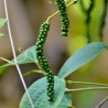 Price: €1.95 - Semillas de PIMIENTA NEGRA (Piper nigrum) - 