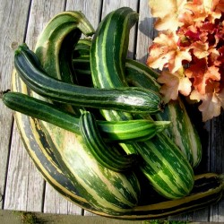 Zucchini Samen Striato di...