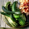 Graines de Courgette Striato di Napoli