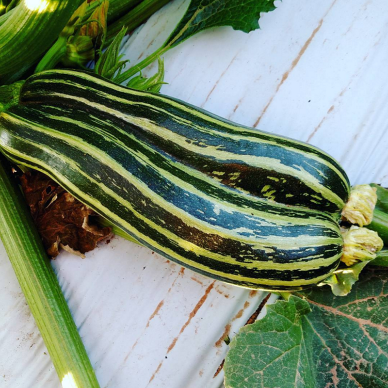 Price: €1.95 - Striato di Napoli Zucchini frön - 