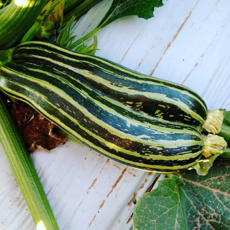 Price: €1.95 - Striato di Napoli Zucchini Seeds -