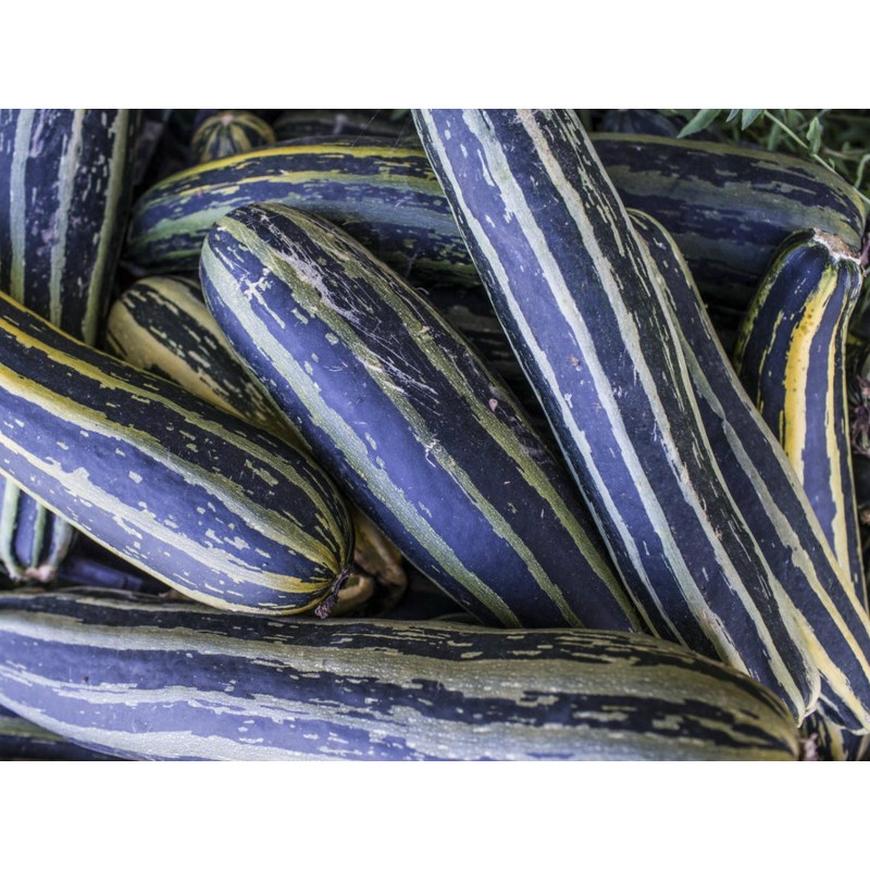 Price: €1.95 - Seme Italijanske tikvice Striato di Napoli - 