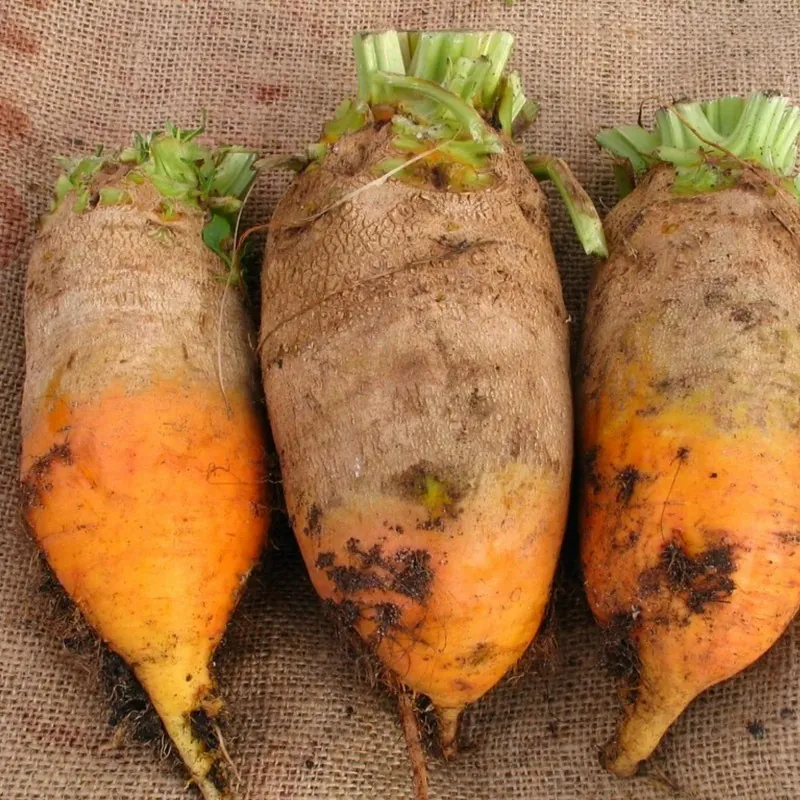 Giant Yellow Eckendorf Beet Seeds