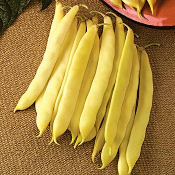 Nasiona fasoli Capitano Bush Bean - 1.75