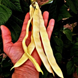 Price: €1.95 - بذور الفول سوق بوذا - 