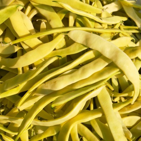 Beans seeds Buddha Market | 1,95 €