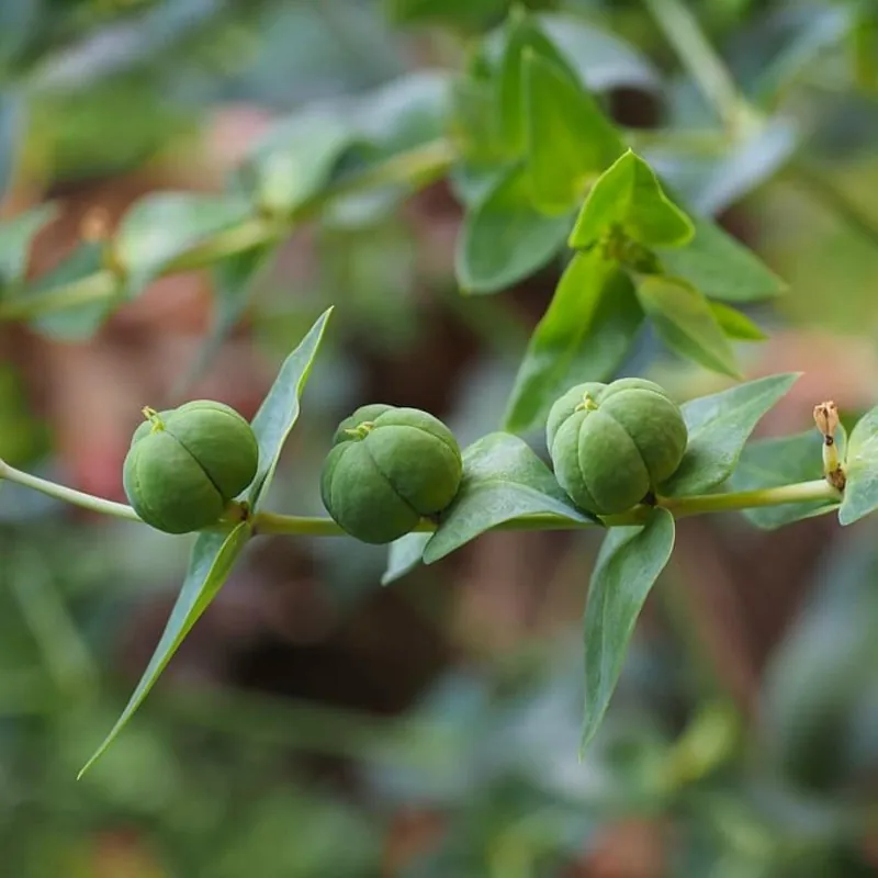 Sementes de Tartago (Euphorbia lathyris)