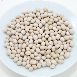 Zenit white pearl bean seeds