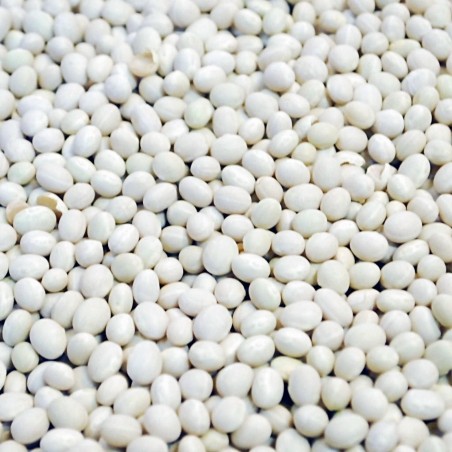 Zenit white pearl bean seeds | 1,25 €