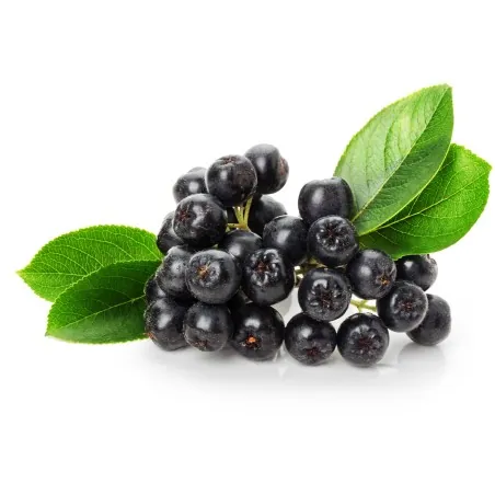 Semillas de Aronia melanocarpa (chokeberry)