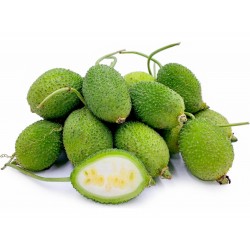 Price: €1.75 - Σπόροι σκαντζόχοιρος Κολοκύνθη (Cucumis dipsaceus) - 