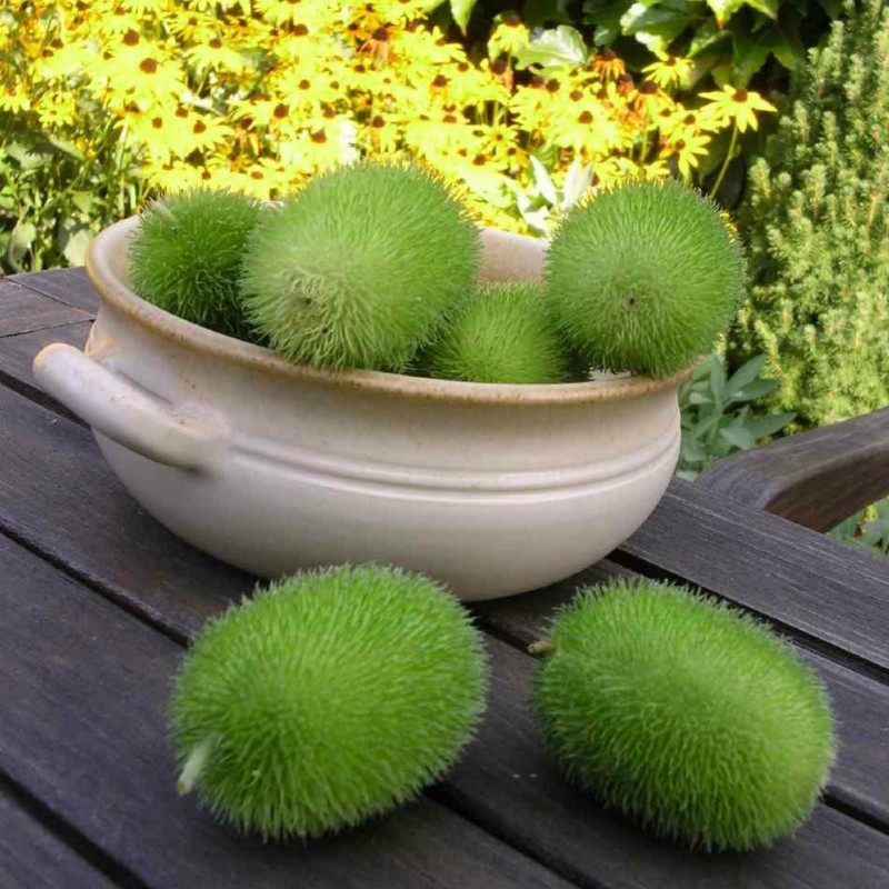 Teasel - Hedgehog Gourd Seeds (Cucumis dipsaceus)